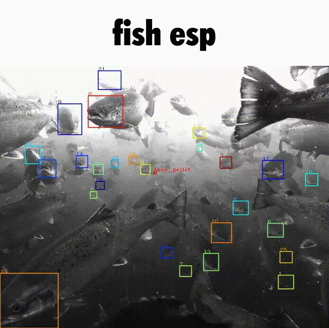fish esp